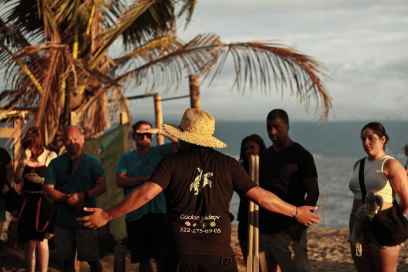 Puerto Vallarta: Baby Turtle Release in Conservation Area - Exploring the Experience in Depth