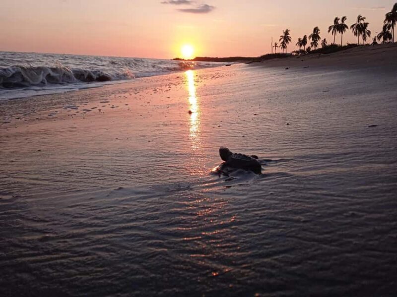 Puerto Vallarta: Baby Turtle Release in Conservation Area - Analyzing the Value