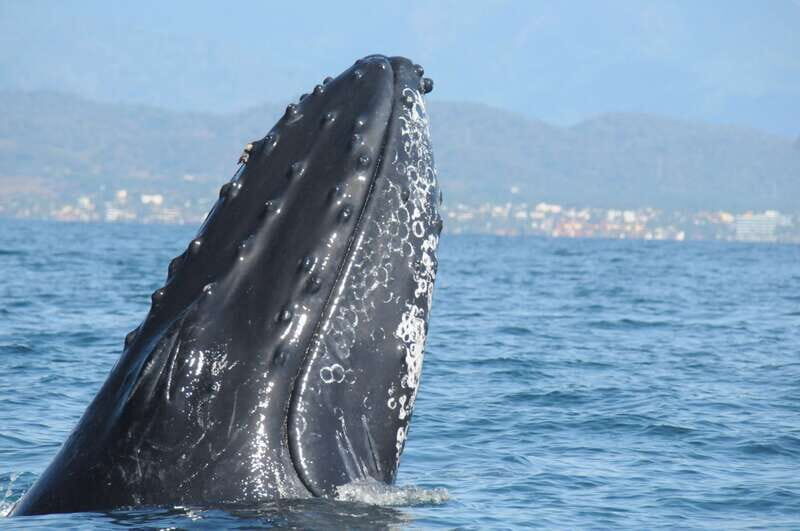 Puerto Vallarta: Humpback Whale Research Adventure Tour - The Full Experience: What to Expect