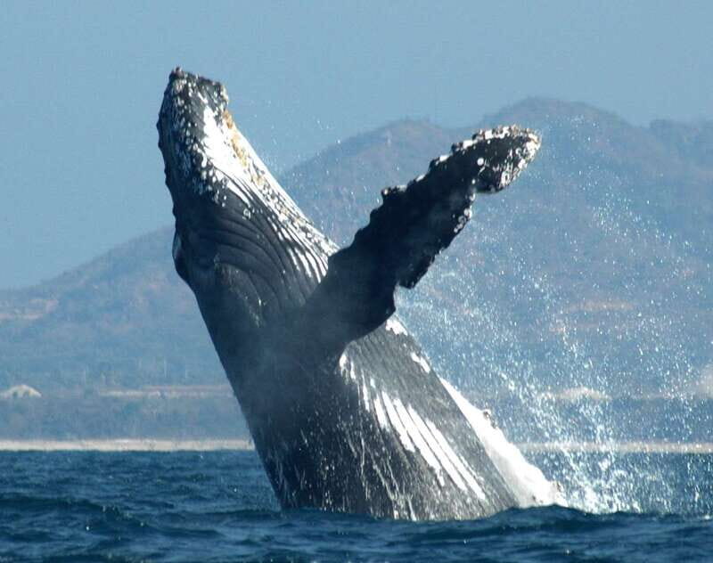 Puerto Vallarta: Humpback Whale Research Adventure Tour - Who Will Appreciate This Tour?