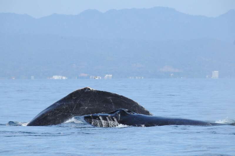 Puerto Vallarta: Humpback Whale Research Adventure Tour - Final Words