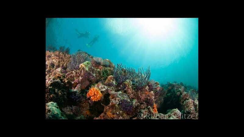 Puerto Vallarta: La Corbeñeta Underwater Exploration - Who Should Consider This Tour?