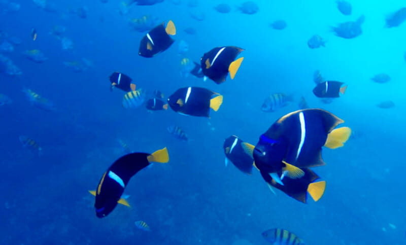 Puerto Vallarta: Los Arcos Snorkeling Tour - The Sum Up