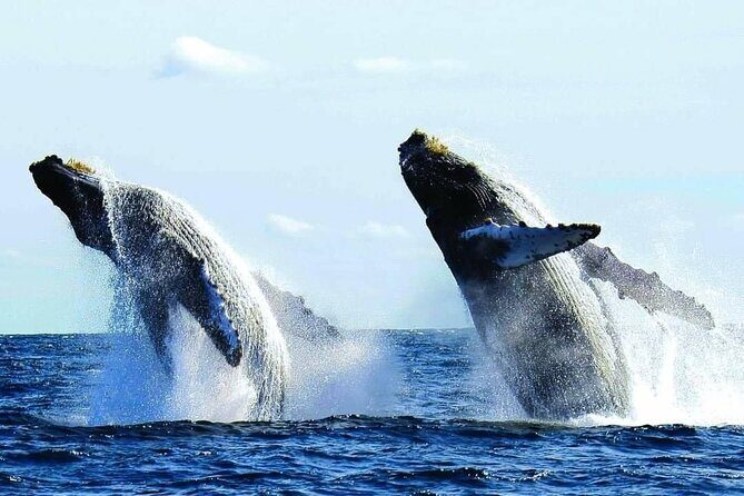 Puerto Vallarta: Luxury Whale Watching Aboard Private Yacht - Puerto Vallarta: Luxury Whale Watching Aboard Private Yacht—An Honest Look