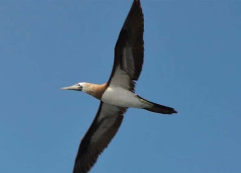 Puerto Vallarta: Marietas Island, Breakfast, Lunch, Open Bar - Who Should Consider This Tour?