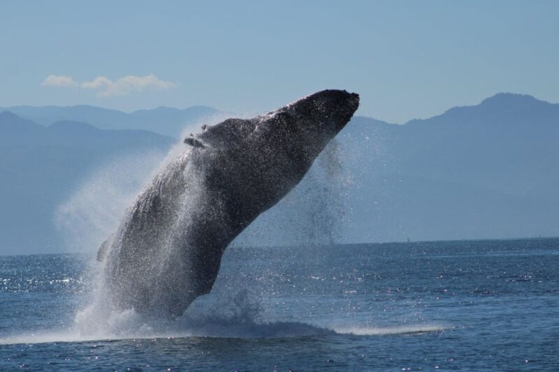 Puerto Vallarta: Mega Yacht Whale Watching Sunset Cruise - An In-Depth Look at the Experience