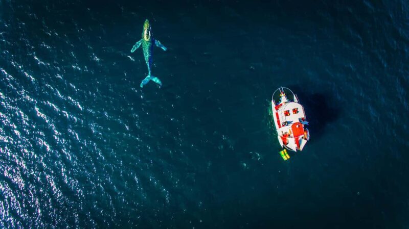 Puerto Vallarta: Mega Yacht Whale Watching Sunset Cruise - Final Thoughts