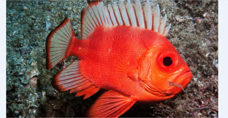 Puerto Vallarta: Scuba Diving en el Morro - Key Points