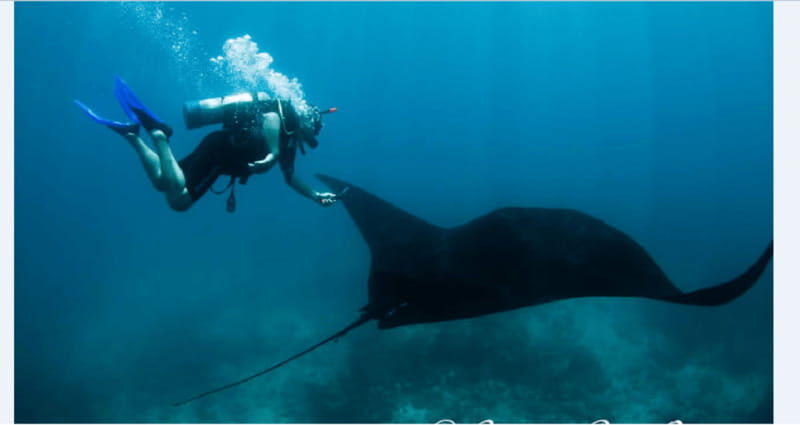 Puerto Vallarta: Scuba Diving en el Morro - Final Thoughts