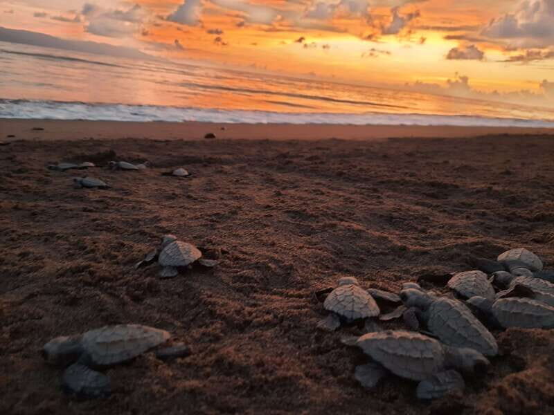 Puerto Vallarta: Sea turtle release at Sunset - An In-Depth Look at the Tour Experience