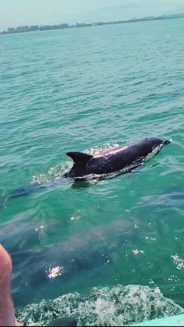 Puerto Vallarta: Swim and Paddle Board with Wild Dolphins - Pricing and Value