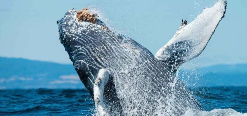 Puerto Vallarta: Whale Watching Adventure Tour - Key Points