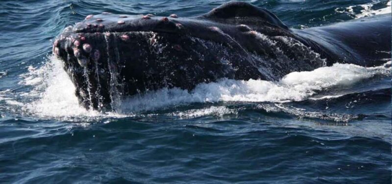 Puerto Vallarta: Whale Watching Adventure Tour - Exploring the Details of the Tour
