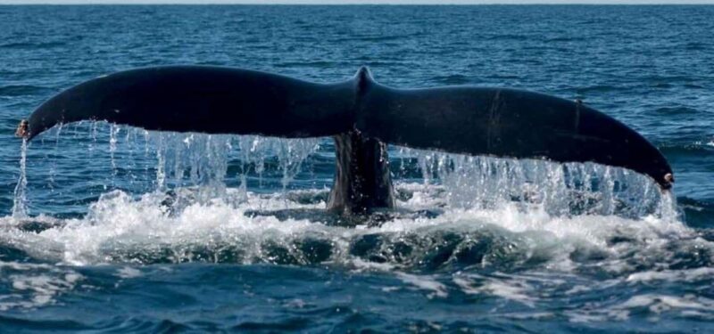 Puerto Vallarta: Whale Watching Beach Bay - What Makes This Tour Stand Out