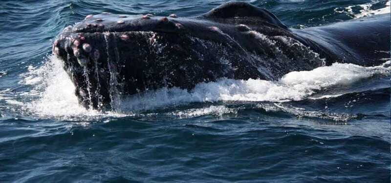 Puerto Vallarta: Whale Watching Beach Bay - Why You Should Consider This Tour