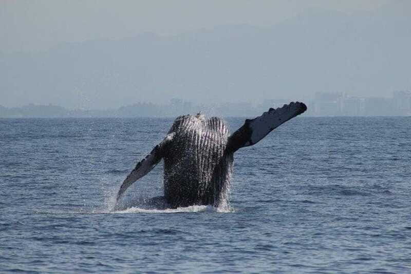 Puerto Vallarta: Whale Watching Beach Bay - FAQ