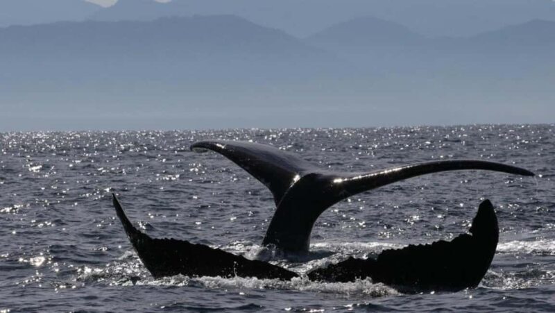 Puerto Vallarta: Whale Watching Encounter - A Natural Encounter with Whales in Puerto Vallarta