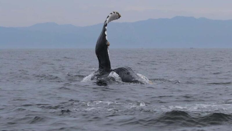 Puerto Vallarta: Whale Watching Encounter - Final Thoughts: Is it Worth It?