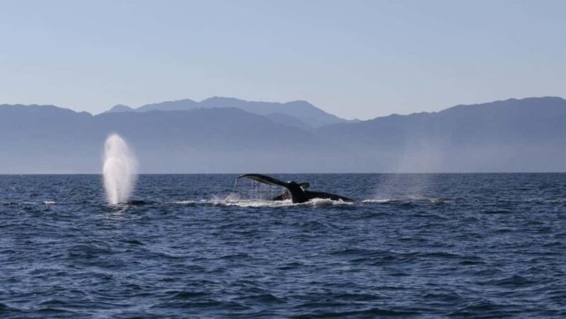 Puerto Vallarta: Whale Watching Encounter - Frequently Asked Questions