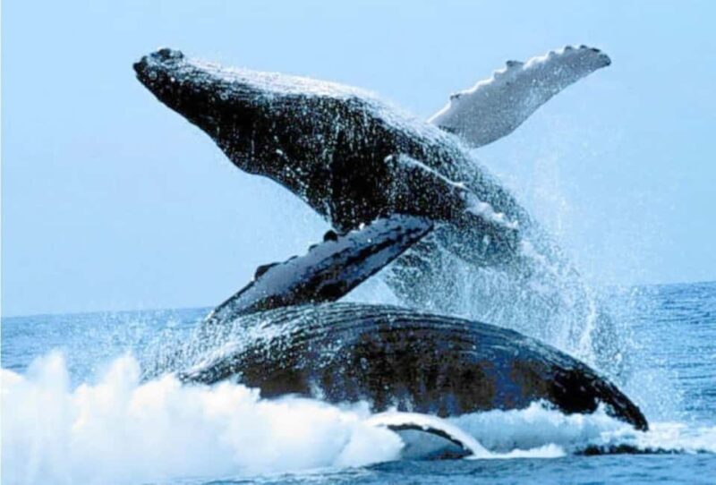 Puerto Vallarta: Whale Watching on Catamaran - An Introduction to the Experience