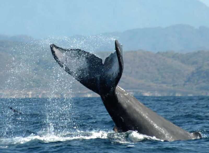Puerto Vallarta: Whale Watching on Catamaran - The Itinerary in Detail