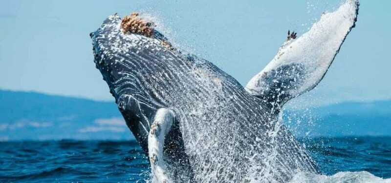 Puerto Vallarta: Whale Watching on Catamaran - The Experience and Its Value