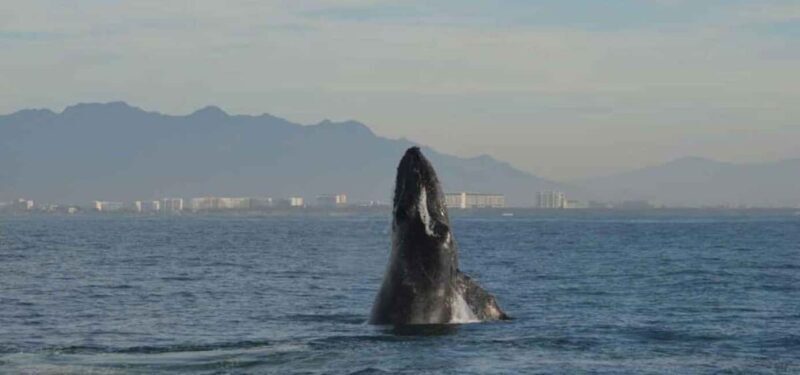 Puerto Vallarta: Whale Watching on Catamaran - Practical Tips for Your Trip