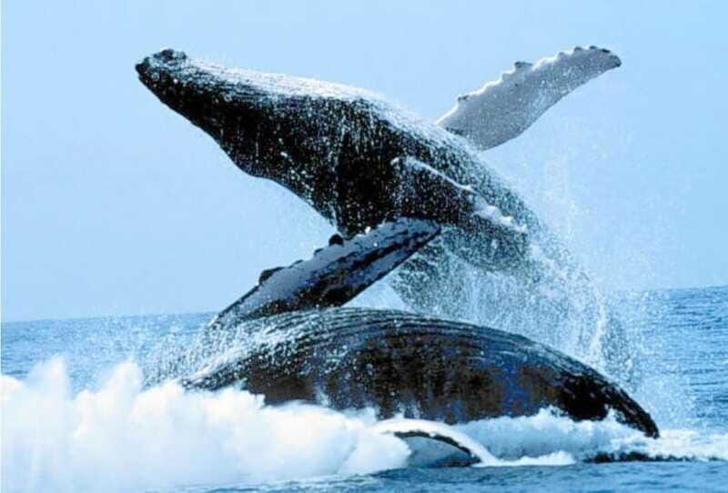 Puerto Vallarta: Whale Watching on Catamaran - Who Will Love This Tour?