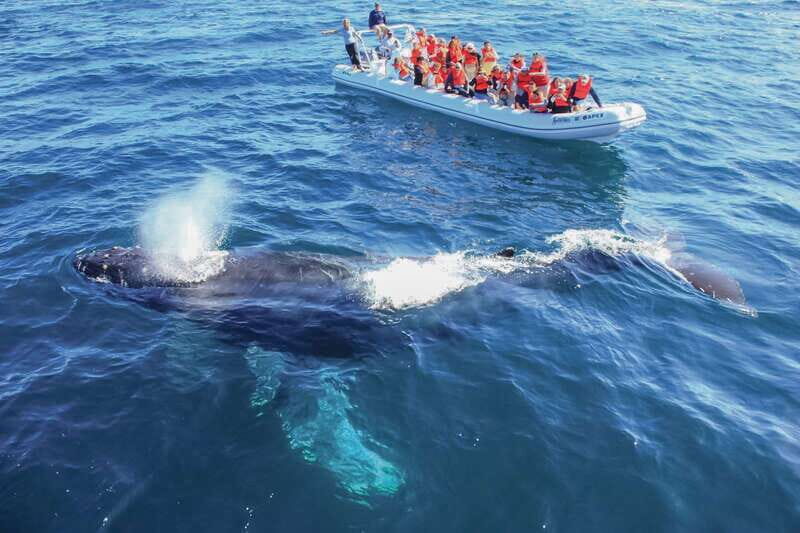Puerto Vallarta: Whale Watching Photo Safari - Key Points