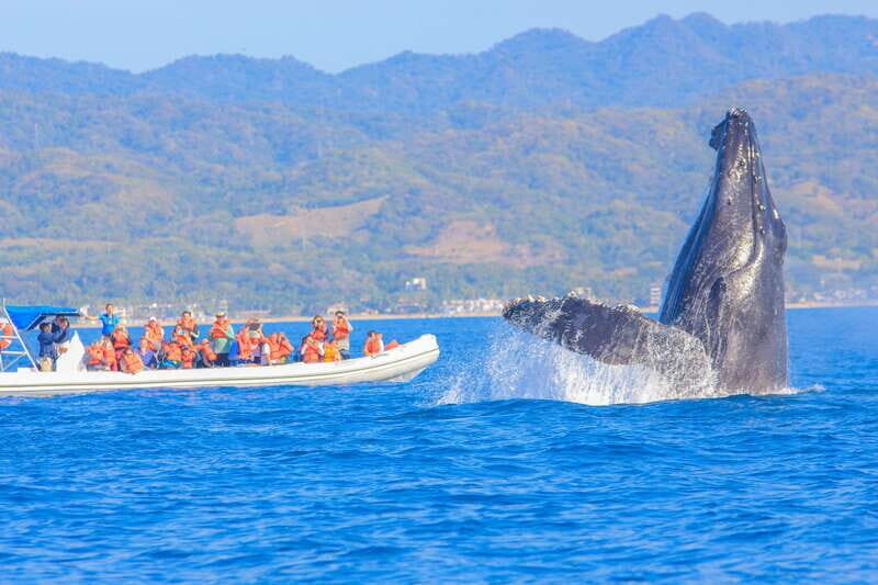 Puerto Vallarta: Whale Watching Photo Safari - Final Thoughts: Is It Worth Your While?