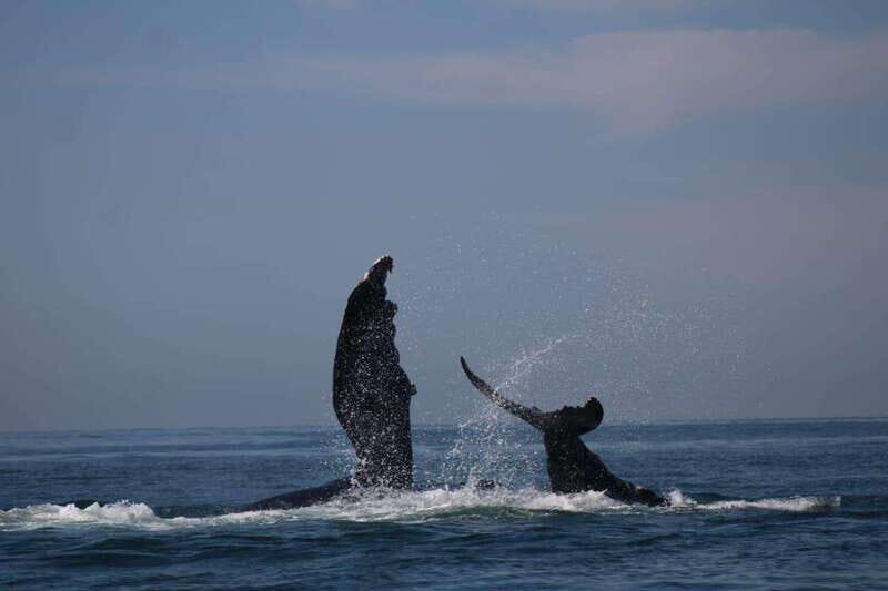 Puerto Vallarta: Whale watching - Key Points