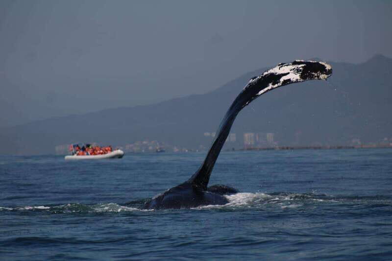 Puerto Vallarta: Whale watching - A Deep Dive into the Whale Watching Experience in Puerto Vallarta