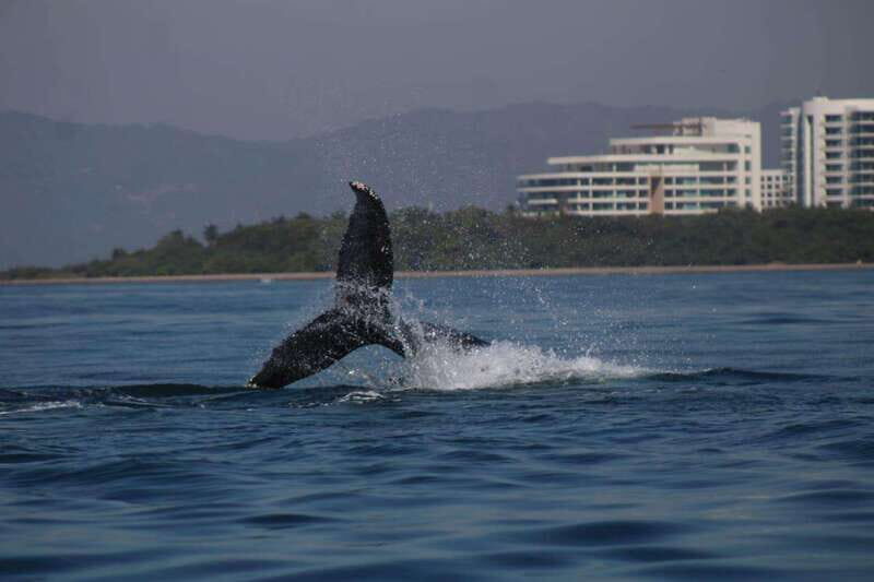 Puerto Vallarta: Whale watching - FAQs
