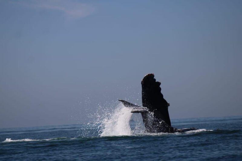 Puerto Vallarta: Whale watching - Final Thoughts