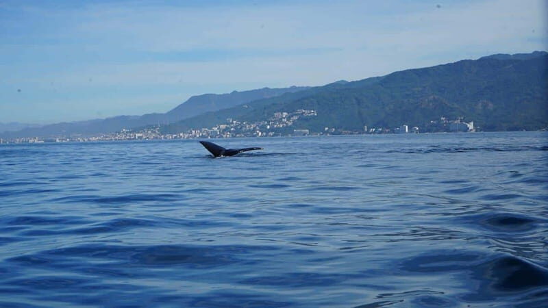 Puerto Vallarta: Whale Watching with Guide - Key Points