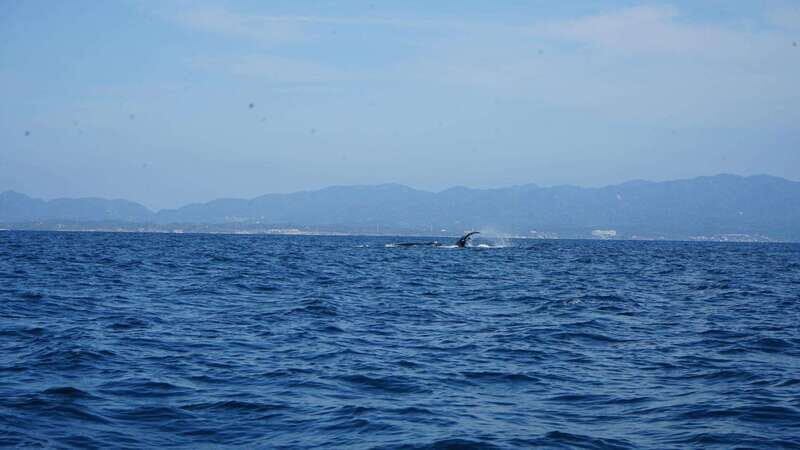 Puerto Vallarta: Whale Watching with Guide - A Closer Look at the Tour Experience