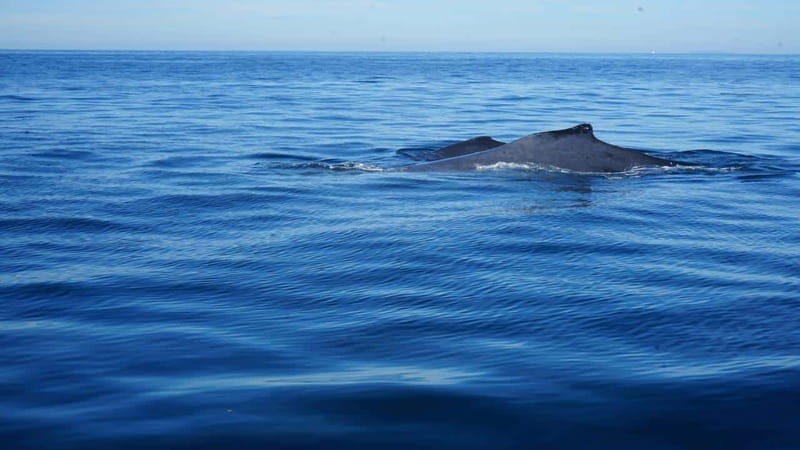 Puerto Vallarta: Whale Watching with Guide - The Reviews in a Nutshell