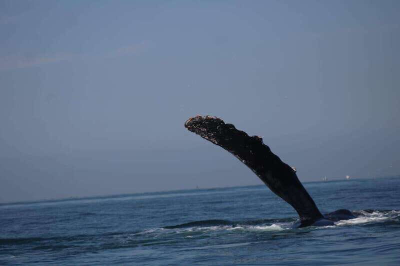 Puerto Vallarta: Whale Watching with Guide - The Sum Up: Who Is This Tour Best For?