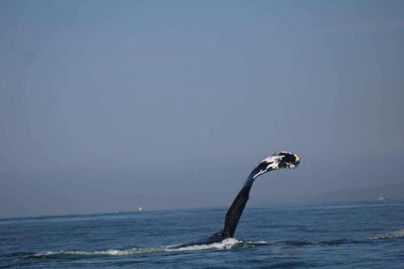 Puerto Vallarta: Whale Watching with Guide - FAQ