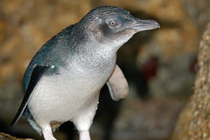 Puffing Billy And Phillip Island Penguin Parade Bus Tour - Frequently Asked Questions