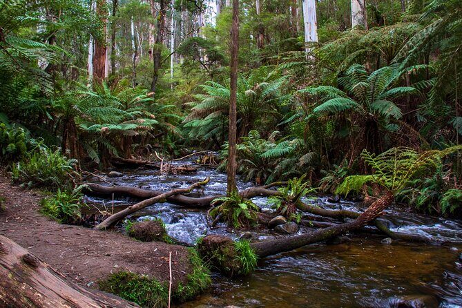 Puffing Billy, Forest Trails and Yarra Valley Discovery Tour - FAQs