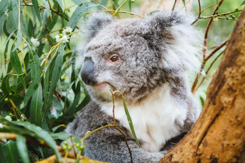 Puffing Billy, Healesville Sanctuary & Chocolatier - Frequently Asked Questions