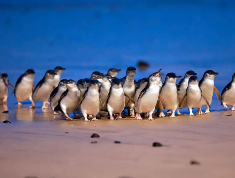 Puffing Billy Penguin Parade Mercedes Minibus Hotel Pickup - Why This Tour Offers Good Value