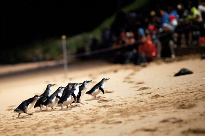Puffing Billy Steam Train and Penguins Wildlife Tour - Who Should Consider This Tour?