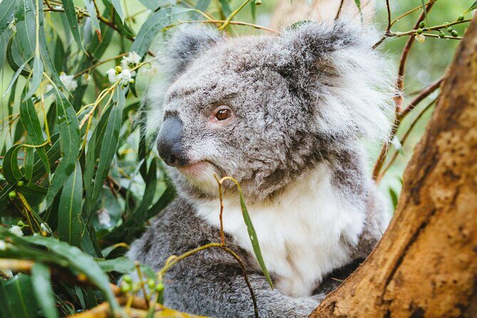 Puffing Billy Steam Train Rainforest Tour and Yarra Valley Treats - FAQs