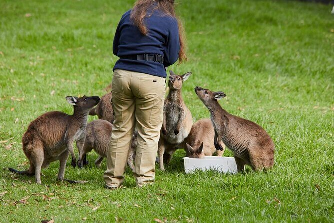 Puffing Billy Train&Healesville Sanctuary&Yarra Valley Wine Tour - Who Will Love This Tour?