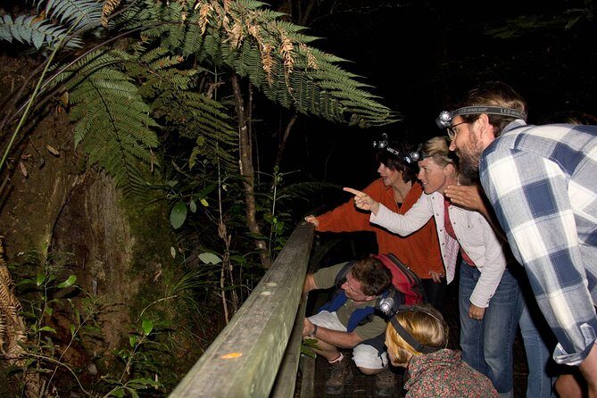 Puketi Rainforest Guided Walks .This is not a Shore Excursion product . - Key Points