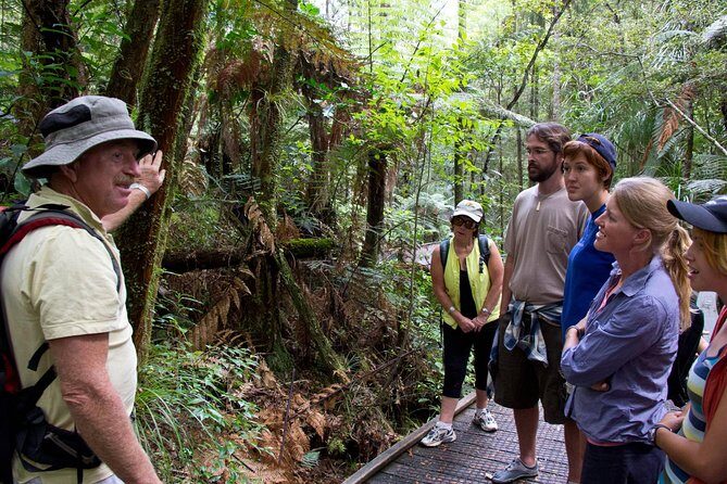 Puketi Rainforest Guided Walks .This is not a Shore Excursion product . - An In-Depth Look at Puketi Rainforest Guided Walks