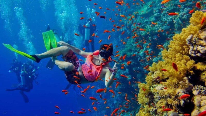 Punguume island,SandBank and Sea turtles Sanctuary with BBQ - The Sum Up