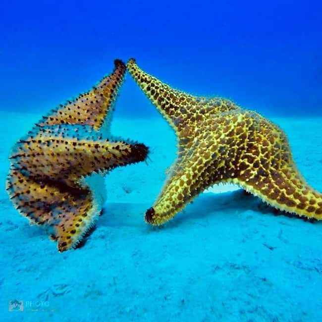 Punta Cana: Catalina Island Day Trip with Snorkeling - Who Should Consider This Tour?